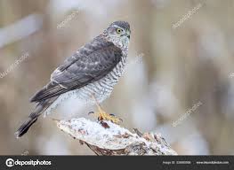 Attēlu rezultāti vaicājumam “Accipiter nisus female”