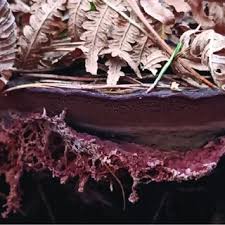 Attēlu rezultāti vaicājumam “Sporophagomyces chrysostomus”