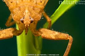 Attēlu rezultāti vaicājumam “Nepa cinerea”