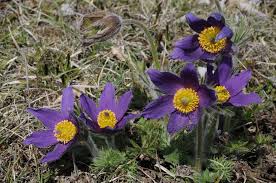 Attēlu rezultāti vaicājumam “Pulsatilla vulgaris”