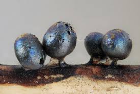 Attēlu rezultāti vaicājumam “Lamproderma ovoideum stalked”