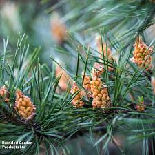 Attēlu rezultāti vaicājumam “Pinus sylvestris fruit”