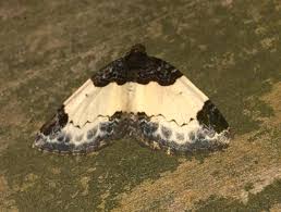 Attēlu rezultāti vaicājumam “Mesoleuca albicillata”