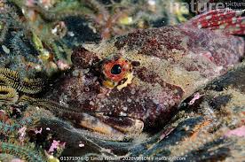 Image result for Myoxocephalus scorpius