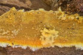 Attēlu rezultāti vaicājumam “Coniophora puteana”