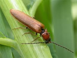 Attēlu rezultāti vaicājumam “Denticollis linearis”