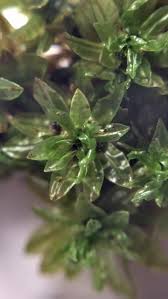 Attēlu rezultāti vaicājumam “Encalypta”