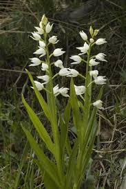 Attēlu rezultāti vaicājumam “Cephalanthera longifolia”