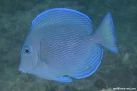 Image result for Acanthurus coeruleus