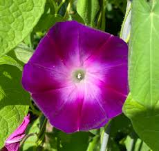 Image result for Ipomoea purpurea