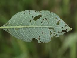 Attēlu rezultāti vaicājumam “Lochmaea caprea”