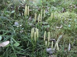 Attēlu rezultāti vaicājumam “Diphasium complanatum”