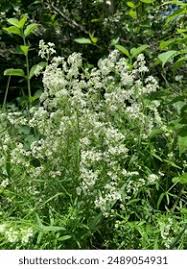 Attēlu rezultāti vaicājumam “Galium boreale”