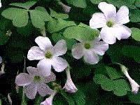 Attēlu rezultāti vaicājumam “Oxalidaceae”