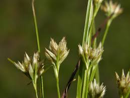 Attēlu rezultāti vaicājumam “Rhynchospora alba leaf”