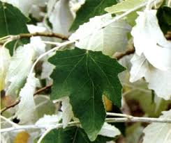 Attēlu rezultāti vaicājumam “Populus alba Nivea”