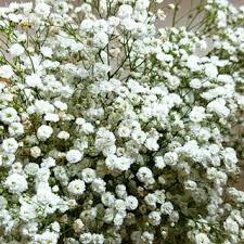 Attēlu rezultāti vaicājumam “Gypsophila fastigiata flower”