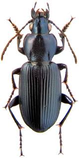 Attēlu rezultāti vaicājumam “Poecilus lepidus”