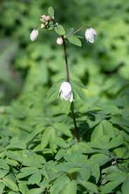 Attēlu rezultāti vaicājumam “Isopyrum thalictroides leaf”