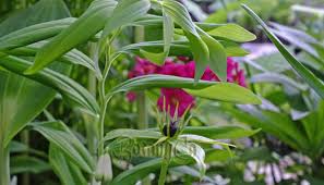 Attēlu rezultāti vaicājumam “Paris quadrifolia”