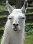 That Llama Glare by mrsnerg on DeviantArt