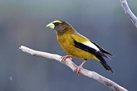 Image result for Hesperiphona vespertina