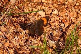 Attēlu rezultāti vaicājumam “Thecla betulae female”