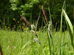 Attēlu rezultāti vaicājumam “Carex acutiformis”