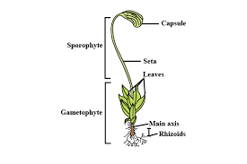 Attēlu rezultāti vaicājumam “Funaria hygrometrica sporophyte”