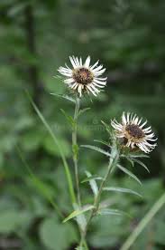 Attēlu rezultāti vaicājumam “Carlina biebersteinii leaf”