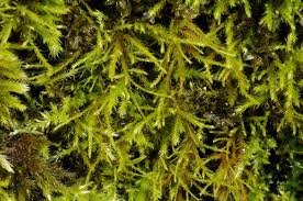 Attēlu rezultāti vaicājumam “Anomodon viticulosus”