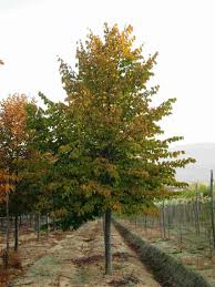 Attēlu rezultāti vaicājumam “Tilia americana”