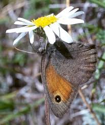 Attēlu rezultāti vaicājumam “Hyponephele lycaon female”