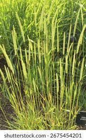 Attēlu rezultāti vaicājumam “Phleum phleoides fruit”