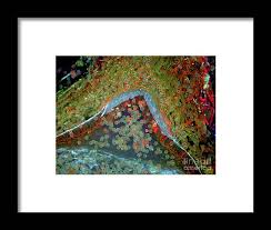 Attēlu rezultāti vaicājumam “Tortula truncata sporophyte”