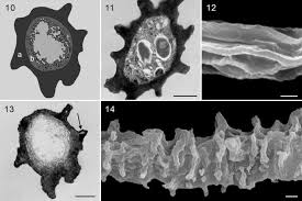 Attēlu rezultāti vaicājumam “Hemitrichia leiotricha stalked”