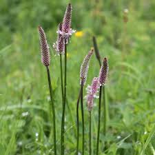 Attēlu rezultāti vaicājumam “Plantago media flower”