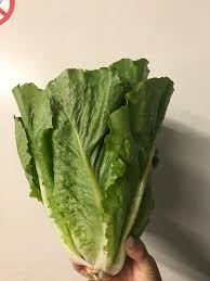 Image result for Römischer Salat