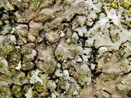 Attēlu rezultāti vaicājumam “Phaeophyscia orbicularis”