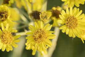 Attēlu rezultāti vaicājumam “Jacobaea paludosa”