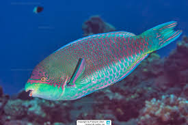 Image result for Scarus trispinosus