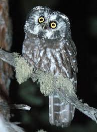Image result for Aegolius funereus