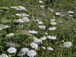 Attēlu rezultāti vaicājumam “Daucus carota subsp. carota”