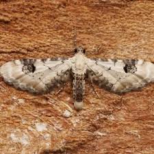 Attēlu rezultāti vaicājumam “Eupithecia centaureata”