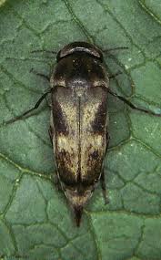 Attēlu rezultāti vaicājumam “Mordellidae”