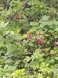 Attēlu rezultāti vaicājumam “Sambucus racemosa”