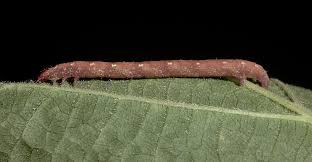 Attēlu rezultāti vaicājumam “Cabera pusaria”