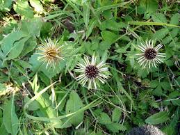 Attēlu rezultāti vaicājumam “Carlina biebersteinii bud”