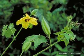 Image result for Abelmoschus moschatus