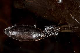 Attēlu rezultāti vaicājumam “Gyrinidae”